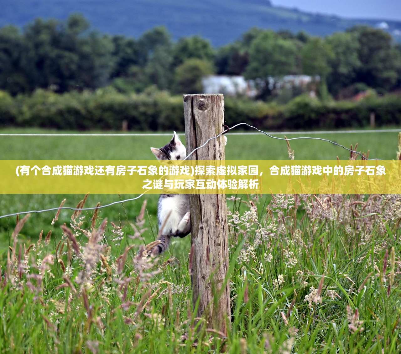 (有个合成猫游戏还有房子石象的游戏)探索虚拟家园，合成猫游戏中的房子石象之谜与玩家互动体验解析