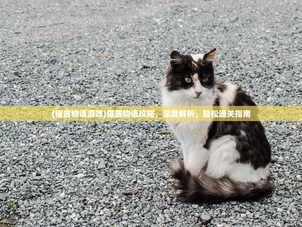 (猫酱物语游戏)猫酱物语攻略，深度解析，轻松通关指南