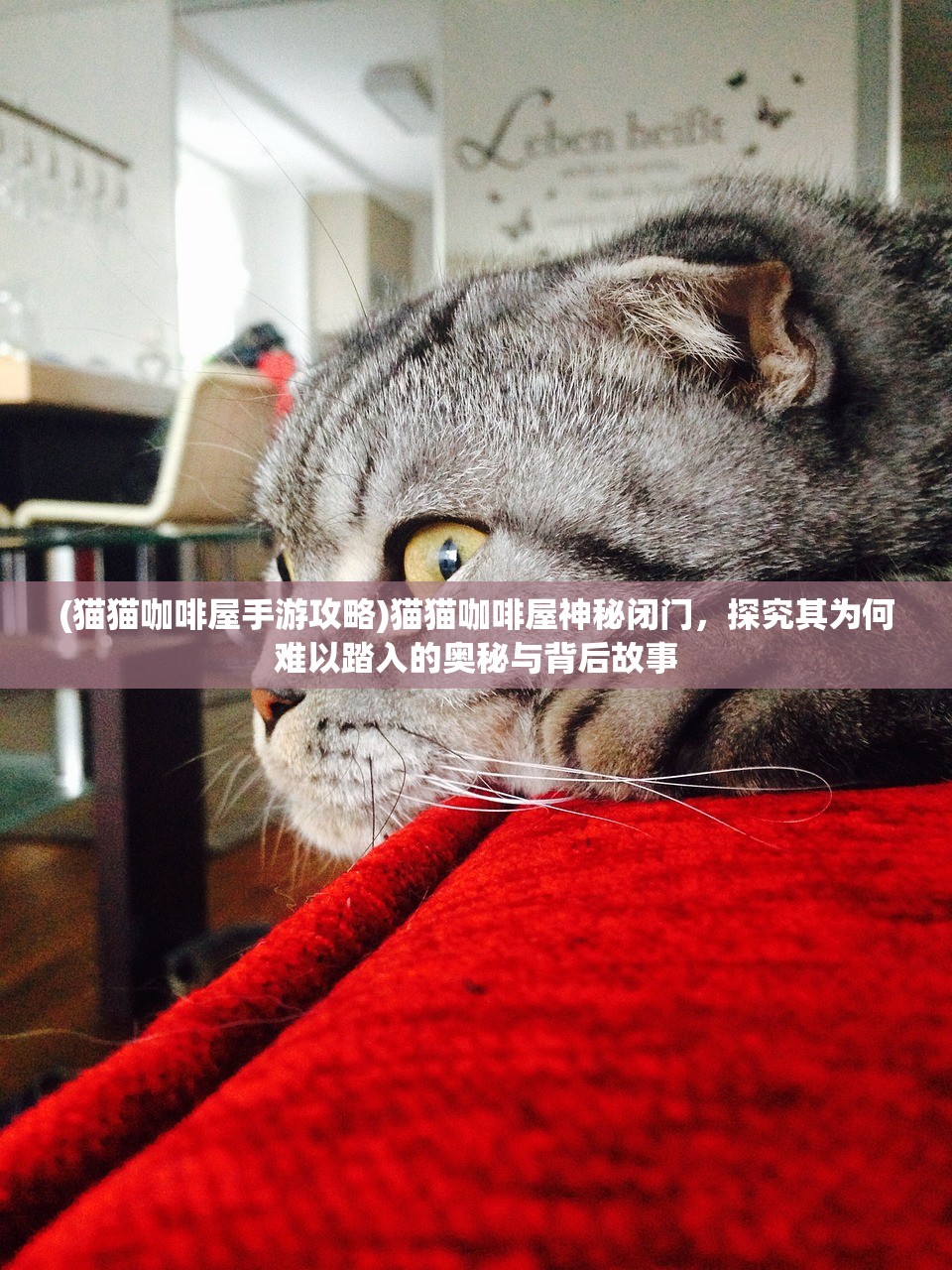 (猫猫咖啡屋手游攻略)猫猫咖啡屋神秘闭门，探究其为何难以踏入的奥秘与背后故事