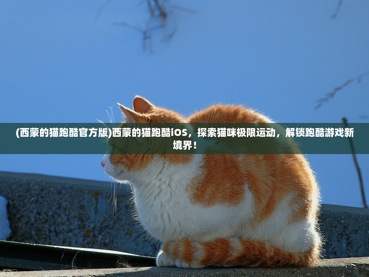 (西蒙的猫跑酷官方版)西蒙的猫跑酷iOS，探索猫咪极限运动，解锁跑酷游戏新境界！