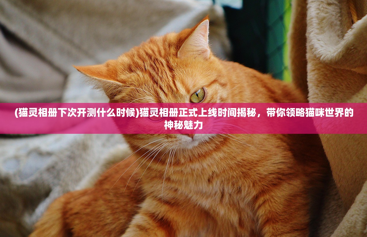 (猫灵相册下次开测什么时候)猫灵相册正式上线时间揭秘，带你领略猫咪世界的神秘魅力